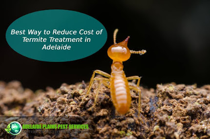 termite treatment Adelaide