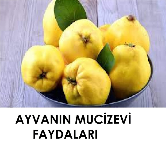 AYVA FAYDALAR