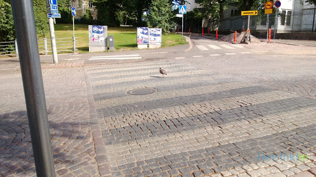 seagull crossing street on cross-walk