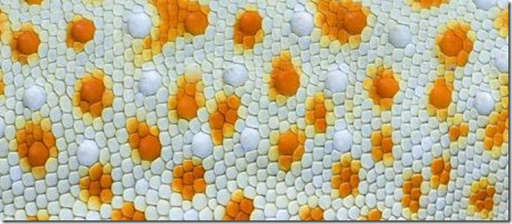 close-up on a colorful reptile skin