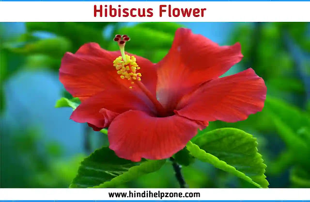 beautiful Red Flowers Names and Pictures
