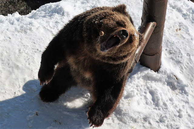 北海道 のぼりべつクマ牧場 登別