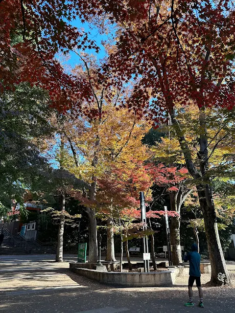 井の頭公園の紅葉2023