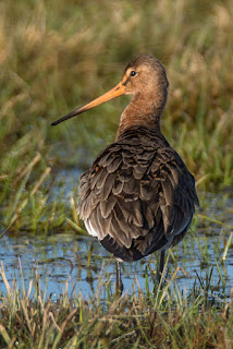 Wildlifefotografie Uferschnepfe