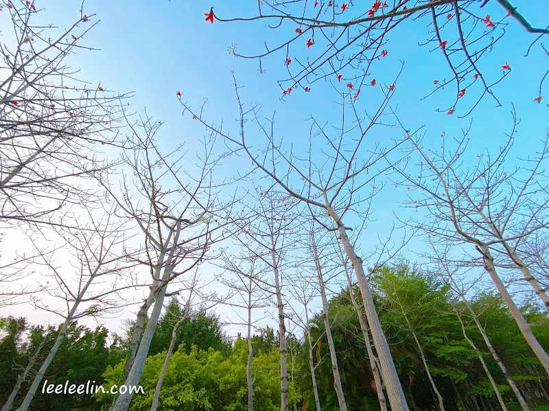 三峽臺北大學也有一整片的木棉花林耶每年3月是最佳賞花期喔