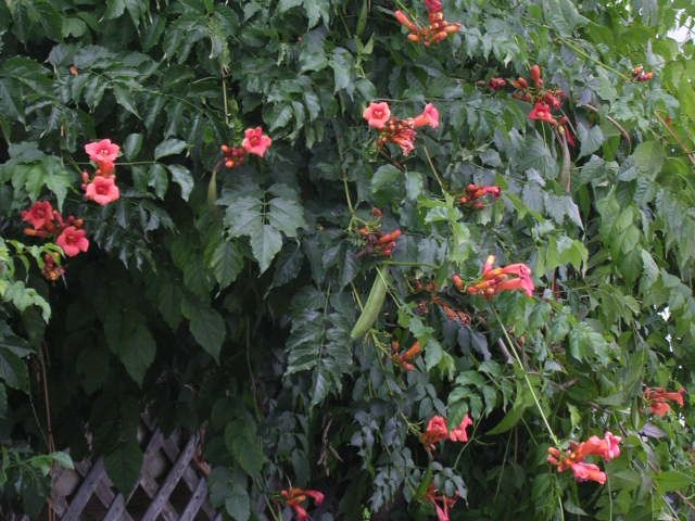 poison ivy vine in winter. poison ivy vine in winter.