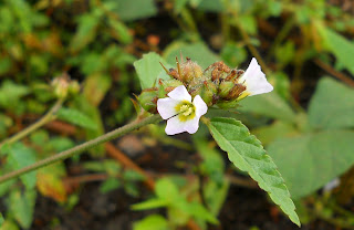 bunga rumput relaks minda