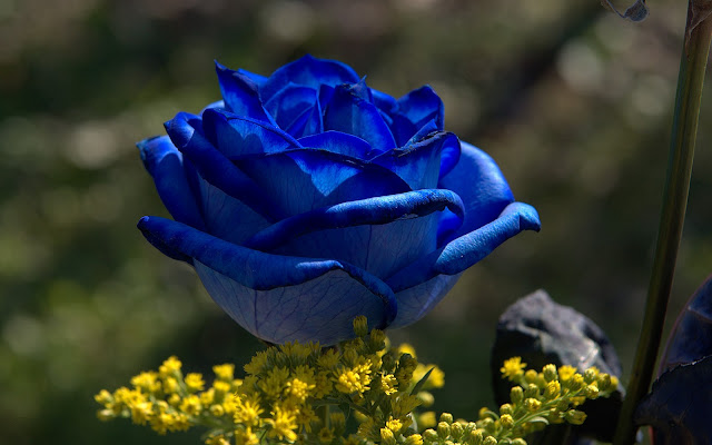 Blue Roses