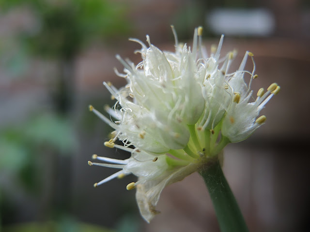 De mooiste foto's uit mijn tuin van juni 2015