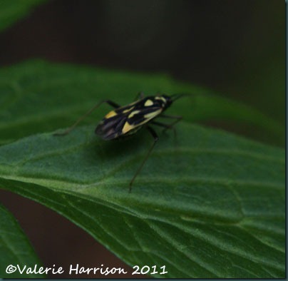 7-mirid-bug-Grypocoris-stysi