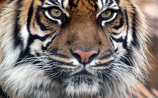 Bengal Tiger Wallpapers