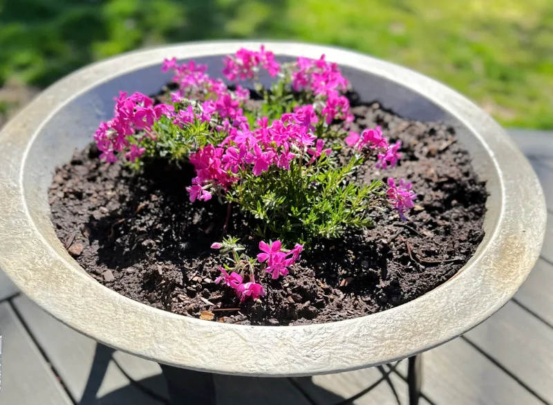 fire pit filled with phlox