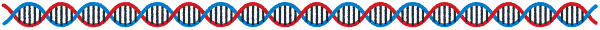 DNAのライン素材（長い）