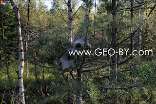 Puszcza Nalibocka. Skull on the branch