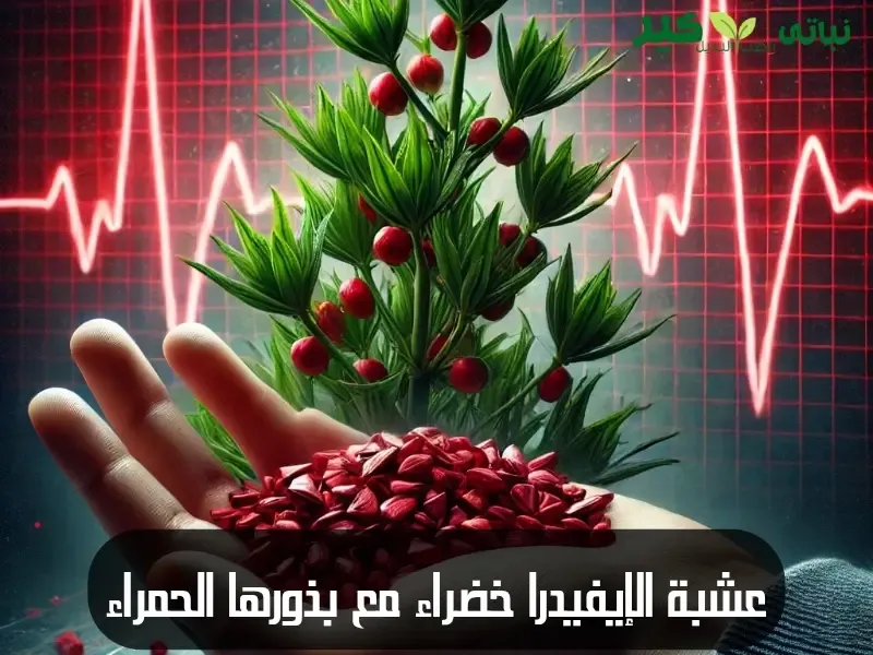عشبة-الإيفيدرا-سم-في-طبيعة