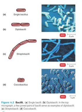 ব্যাকটেরিয়া কোষের আকার-আকৃতি (The Size, Shape, and Arrangement of Bacterial Cells)