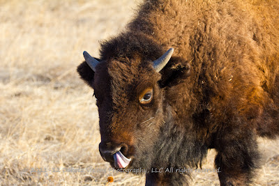 Hilarious Bison Buffalo Calf with Tongue up Nose by Dakota Visions Photography LLC