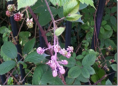 20120828 Hastings art pink blackberries a