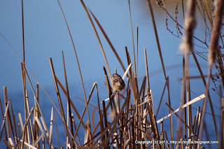 Swamp Sparrow