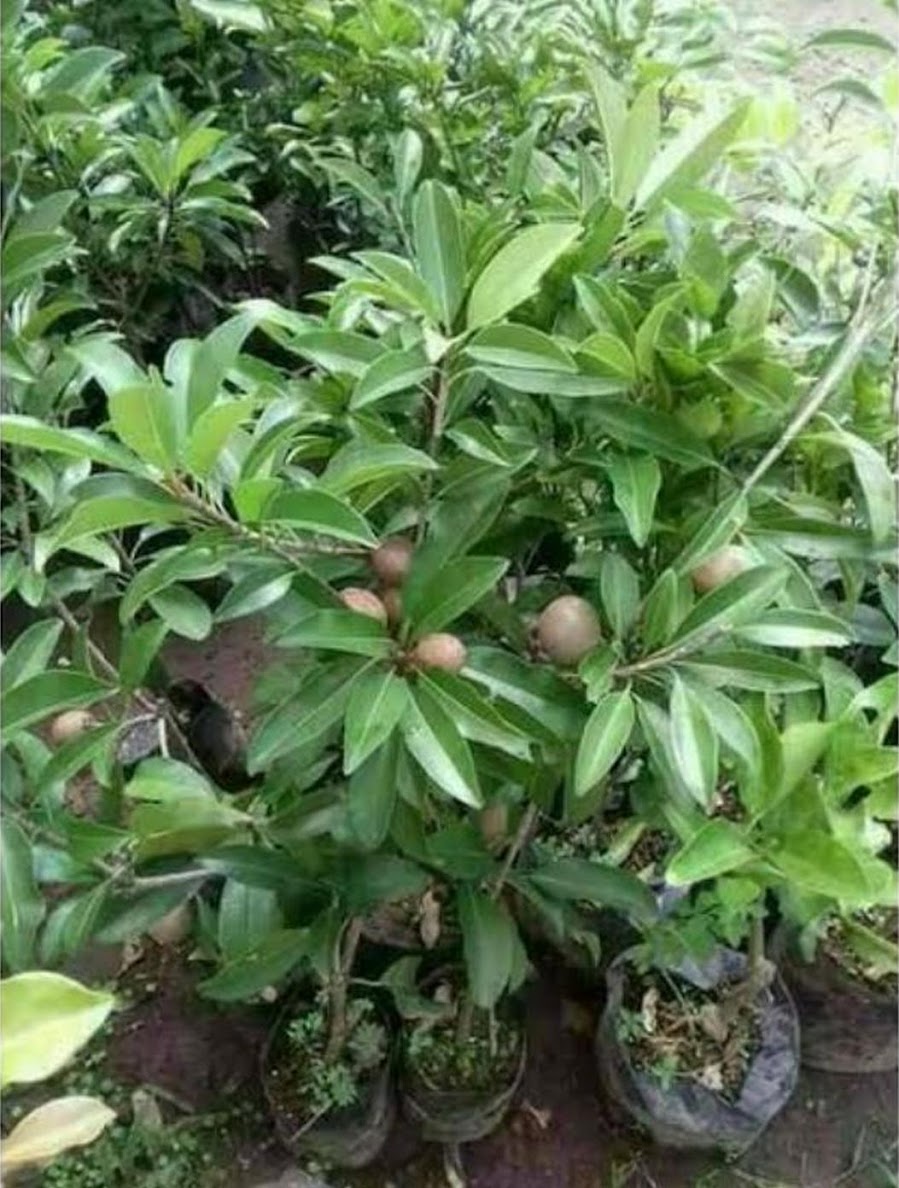 jual bibit buah sawo jumbo cepat berbuah sangat cocok untuk koleksi kebun Jawa Timur