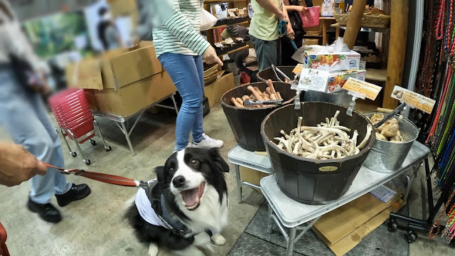 保護犬 ボーダーコリー トーマ ペット博 幕張