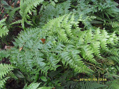 熱帶鱗蓋蕨