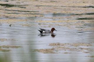 Male Wigeon