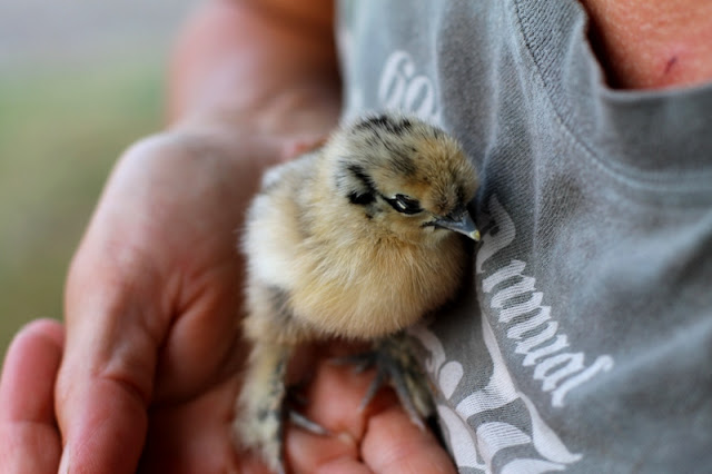 Bantam partridge silkie chick