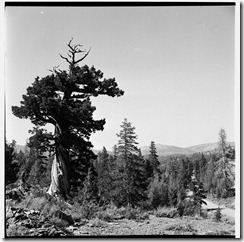 img043.Tree.g.01