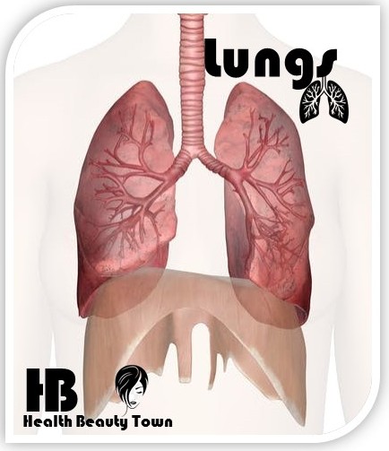 Lungs