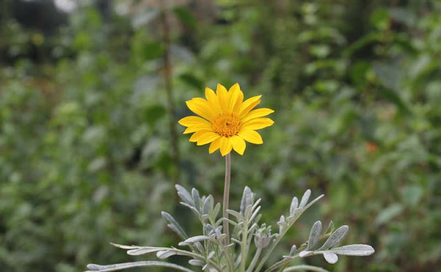 Gazania Flowers Pictures