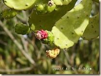 clip_image002