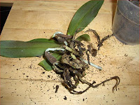 Phalaenopsis (kingidium) chibae, apparato radicale danneggiato da malattia fungina forse fungo Phytophthora