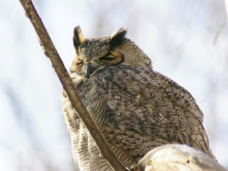 Bubo virginianus - Grand-duc d'Amérique - Grand-duc de Virginie