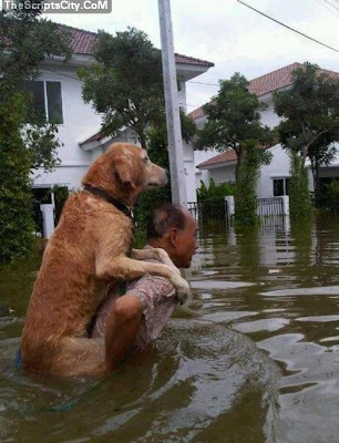 Dog is carry on by man