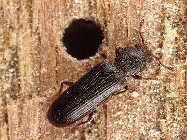 Cara Mengatasi Kumbang  Bubuk Kayu  dan Bambu dengan Ampuh 