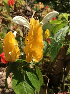 Familia Acanthaceae - Pachystachys lutea