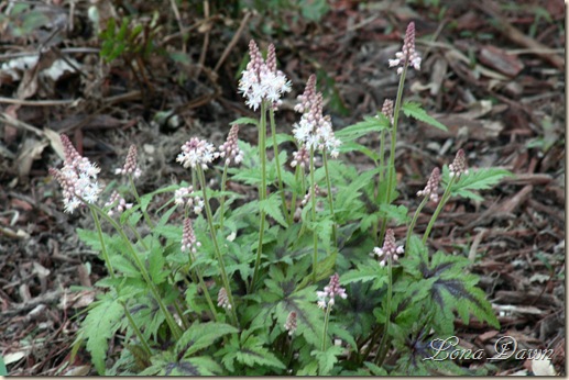 SpringSymphomy_Tiarella
