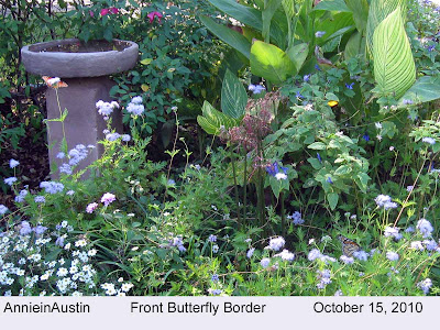 Annieinaustin, front butterfly border w greggs mistflower