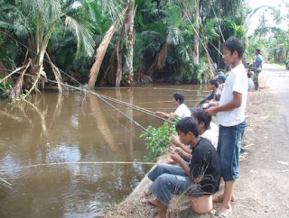 cara memancing ikan gabus 