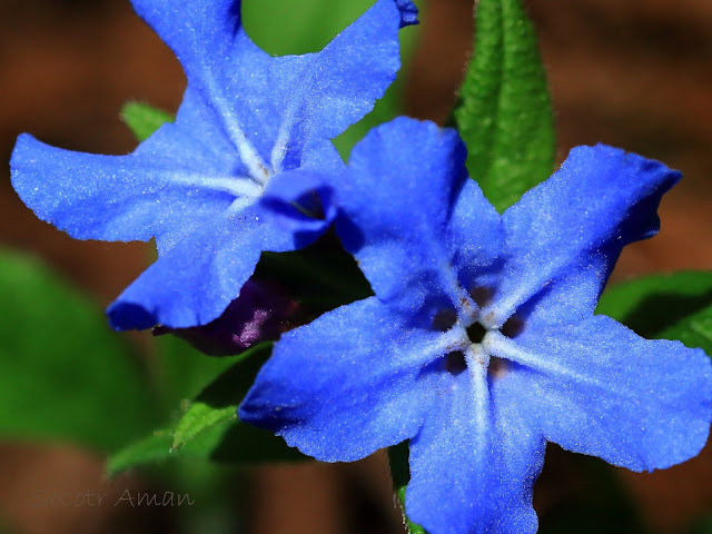 Lithospermum zollingeri