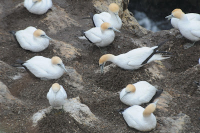 Australasian Gannet (Morus serrator)