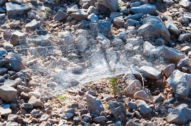 Spider Web, Dagger Flat Auto Trail, Big Bend National Park