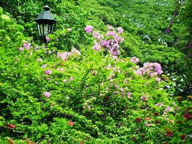 Flowering bougainvillea.