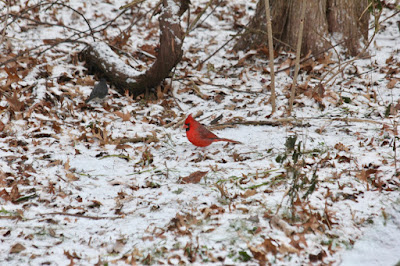 male cardinal on snowy ground