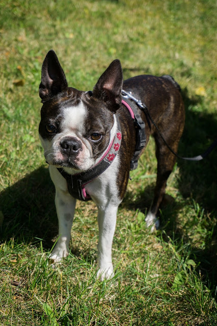 brindle-dog-breeds