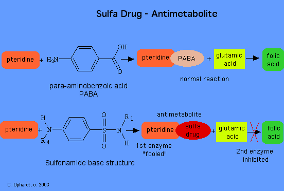 PHARMACOLOGY Sulfa Drugs