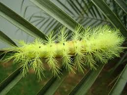 As lagartas peludas são conhecidas também como lagarta-de-fogo, taturana, bicho-que-queima, bicho-cabeludo, mandruvá e outros nomes.  São insetos em fase de larva, que se transformarão em mariposas ou borboletas.