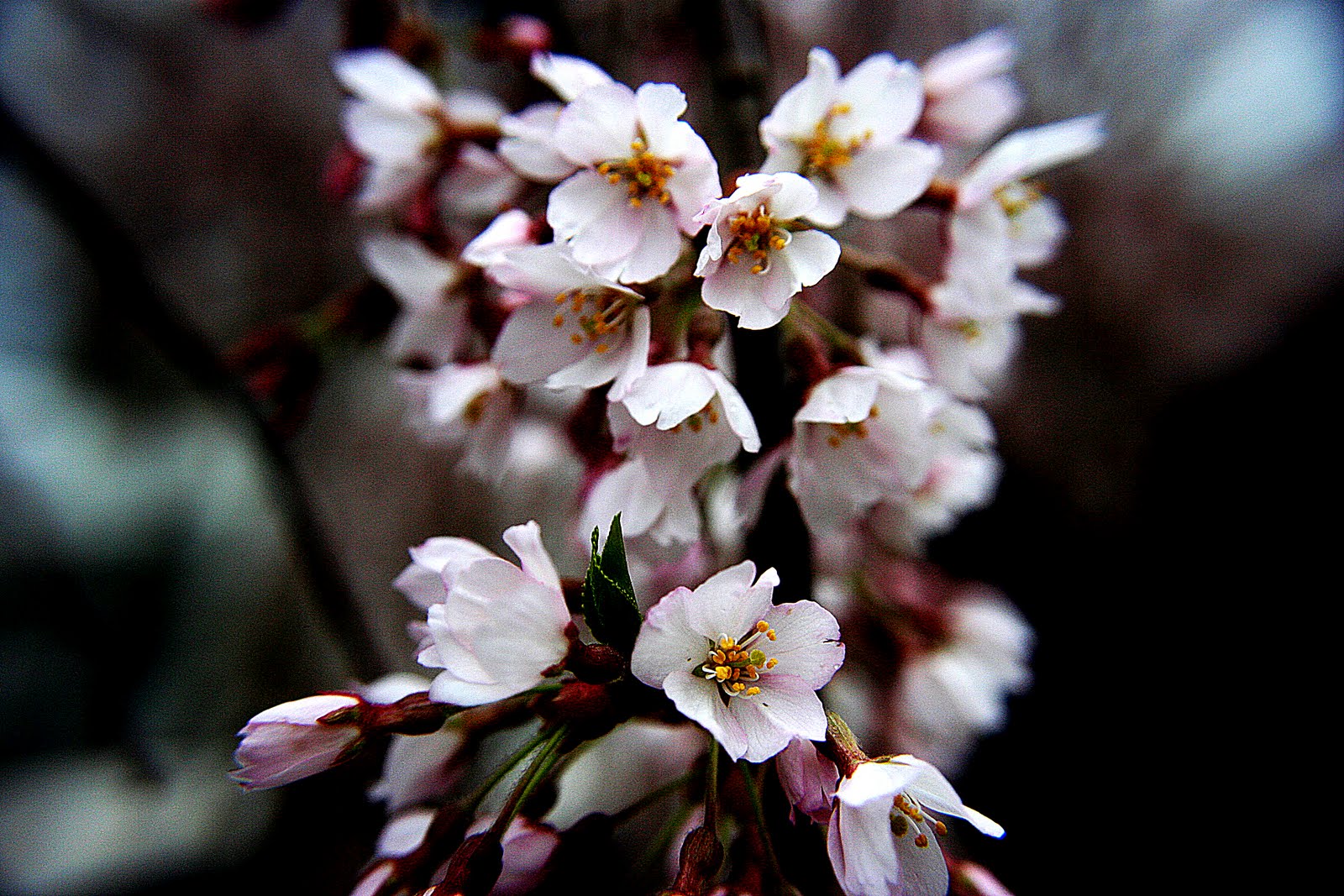 Prunus accolade Standard