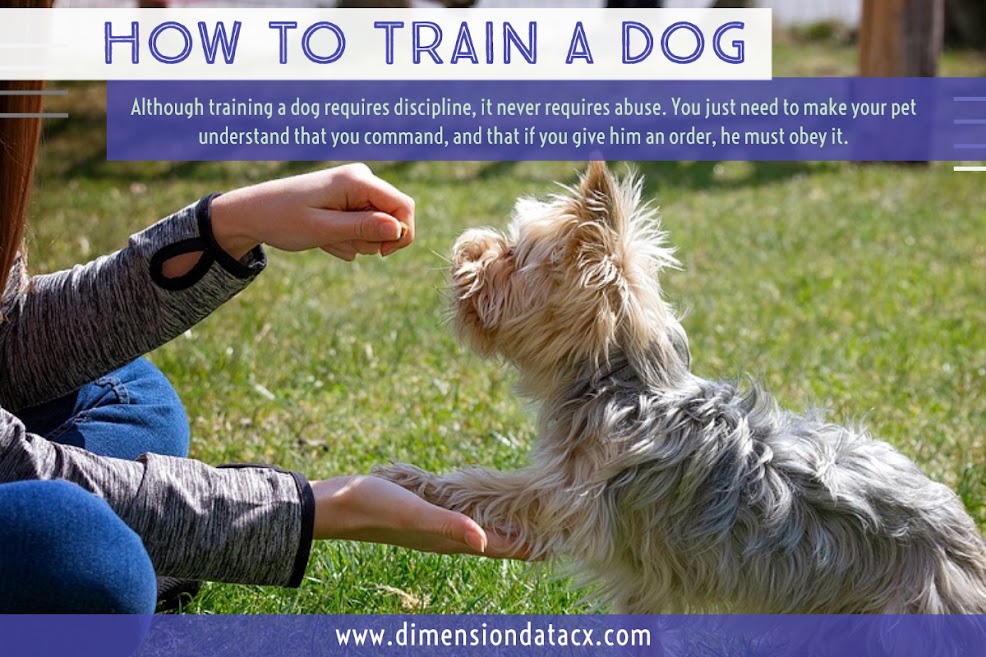 How To Train A Dog